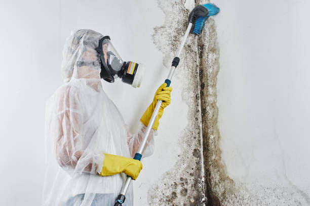 Best White Mold Remediation in Gonzales, CA