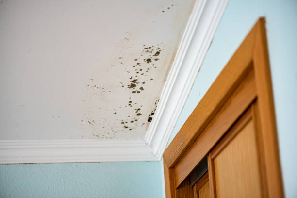 Best Industrial Mold Remediation in Gonzales, CA