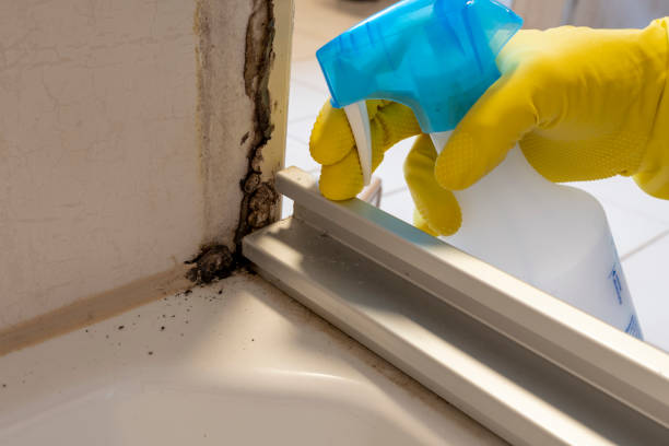 Best Kitchen Mold Remediation in Gonzales, CA