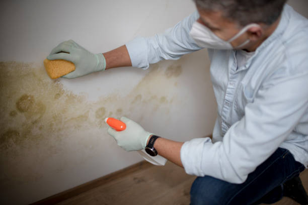 Trusted Gonzales, CA Mold Remediation Experts