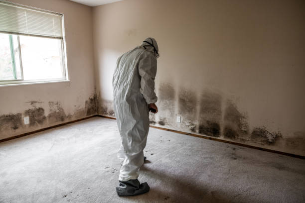 Professional Mold Remediation in Gonzales, CA