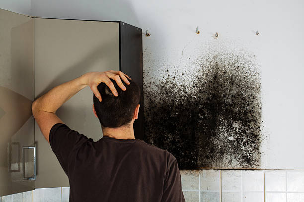 Best Post-Flood Mold Remediation in Gonzales, CA